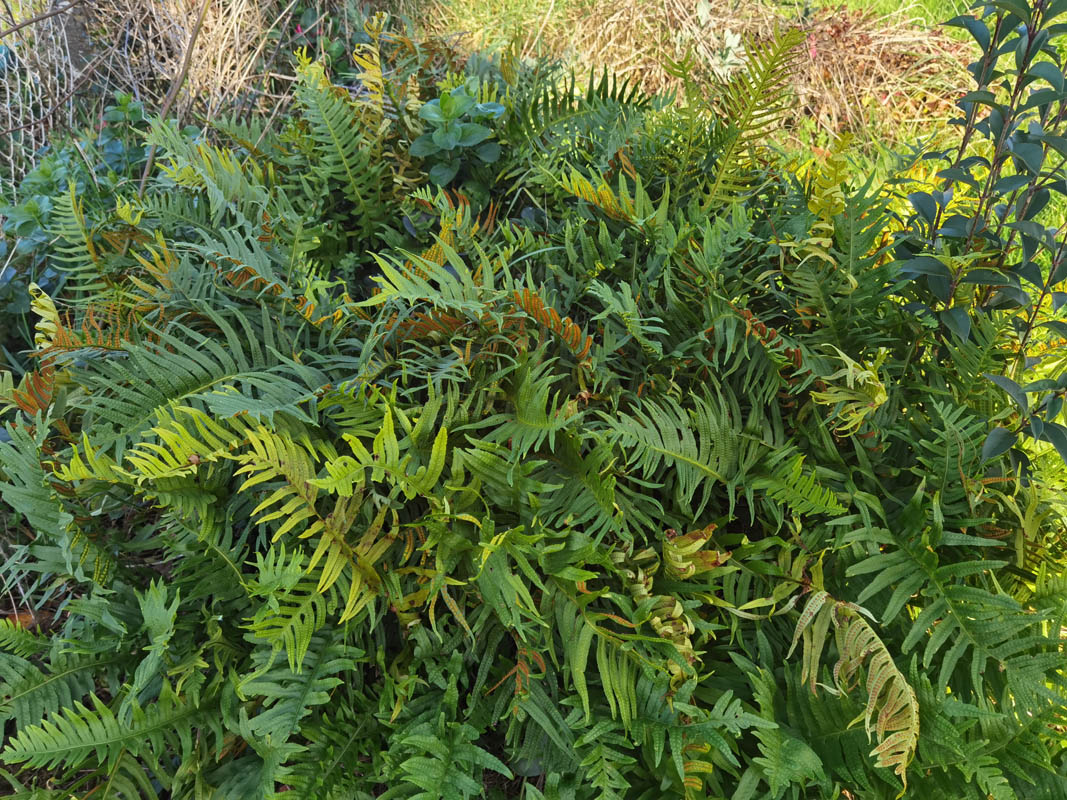 Polypodium vulgare